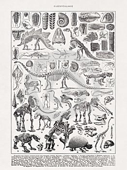 Illustration about the Skeletons in paleontology