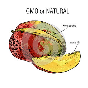 Illustration of Sketch mango. Sample of genome isolation from the whole. Concept for Genetically modified fruit and