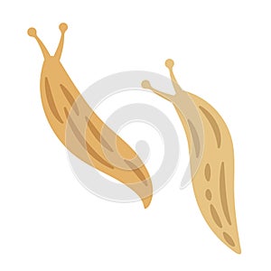 Illustration of Slug on white background