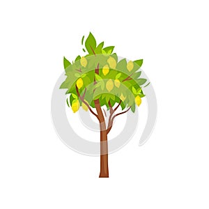 Flat vector icon of small tree with ripe lemons and green foliage. Yellow citrus fruit. Agricultural plant