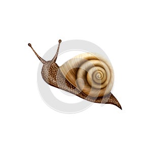 Illustration Snail on a White