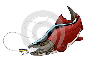 Illustration of Sockeye Salmon Fish Catching the Fishing Lure