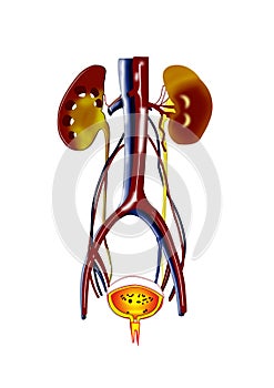 Illustration of solution human anatomy model with colourful design