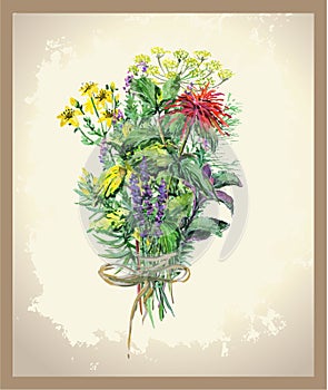 Illustration Spicy and curative herbs. photo