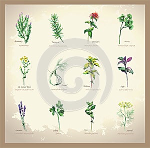 Illustration Spicy and curative herbs. photo