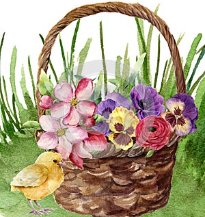 Baby chick standing by a wicker basket of flowers