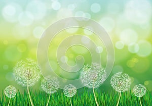 Illustration of spring green background with white dandelions