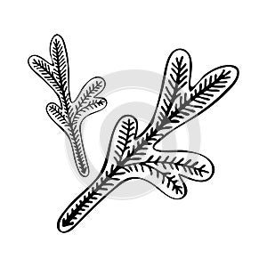 Illustration with spruce, fir tree branch isolated on white background. Hand drawn pencil drawing vector elements for Christmas