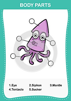 Illustration of squid vocabulary part of body