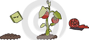 Illustration of the stages of tomato growth. The stages of maturation are a seed, a bush and a mature fruit. Delicious