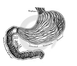 The illustration of the stomach and duodenum in the old book die Anatomie des Menschen, by C. Heitzmann, 1875, Wien