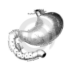 The illustration of the stomach in the old book die Anatomie des Menschen, by C. Heitzmann, 1875, Wien