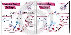 Illustration of the structure of the alveoli