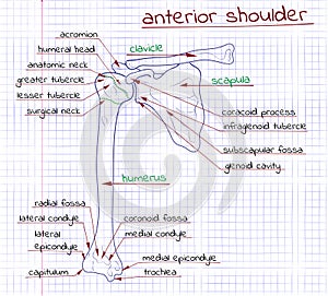 Illustration of the structure of the human anterior shoulder
