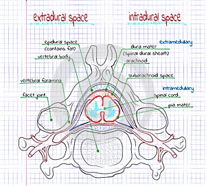 Illustration of the structure of the human spine