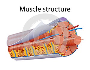 Illustration of Structure Skeletal Muscle with sarcomere photo