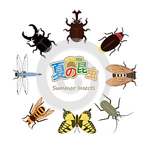 Summer insects