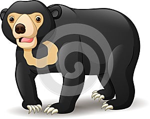 Sun bear isolated on white background