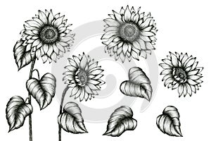 Sunflower hand drawn ink art set isolated on white, black and white floral ink pen sketch, vintage monochrome realistic sunflowers