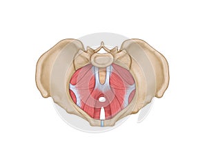 Superior view of female pelvic, levator photo