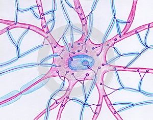 Synaptic endings on a motor neuron, illustration