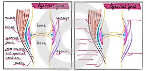 Illustration of a synovial joint