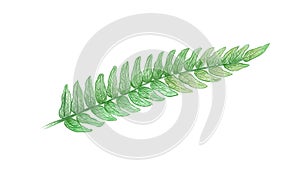 Illustration of Tassle Ferns on White Background