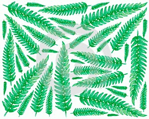 Illustration of Tassle Ferns on White Background