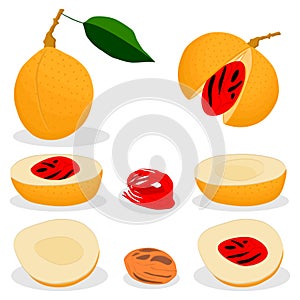 Illustration on theme big set different types spice nutmeg