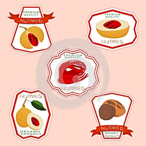 Illustration on theme big set different types spice nutmeg