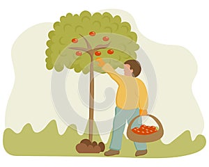 Illustration on the theme of gardening, a man harvests from a fruit tree in a basket. Pastel colors. Print