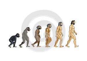 Illustration of the theory of evolution, the theory of Darwin, the white background