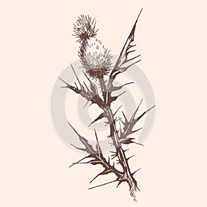 Illustration of a thistle plant with sharp thorns, on a clean white background