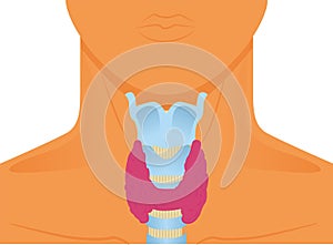 Thyroid gland vector illustration photo