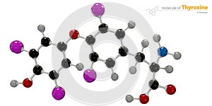 Illustration of Thyroxine Molecule isolated white background