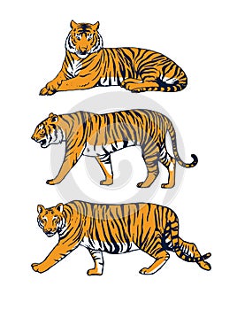 Illustration of tiger for macot