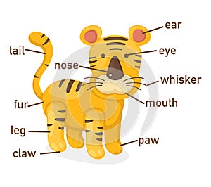 Illustration of tiger vocabulary part of body