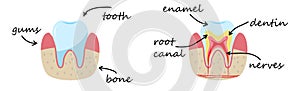 Demonstration poster. Gums, bone, enamel, dentin, nerves. photo