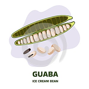 Illustration with tropical fruit guaba, guama Inga edulis, open pods with seeds near it. Pacay pod Ice Cream bean native photo