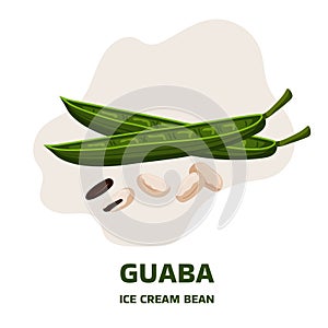 Illustration with tropical fruit guaba, guama Inga edulis, two pods and leaf. Pacay pod Ice Cream bean native plant of photo