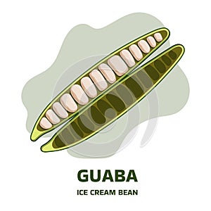 Illustration with tropical fruit open pod guaba, guama Inga edulis. Pacay pod Ice Cream bean native plant of Ecuador