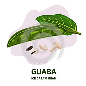 Illustration with tropical fruit pod guaba, guama Inga edulis with green leaf and seeds. Pacay pod Ice Cream bean native