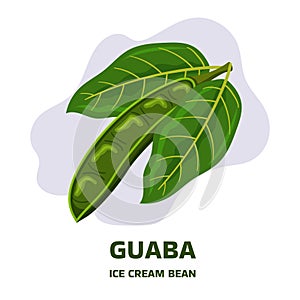 Illustration with tropical fruit pod guaba, guama Inga edulis with two leaf. Pacay pod Ice Cream bean native plant of photo