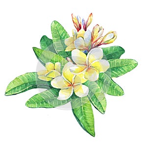 Illustration of tropical resort flowers frangipani plumeria.