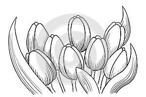 illustration of tulips with white background
