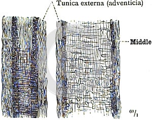 Illustration of the tunica externa of human anatomy against a white background photo