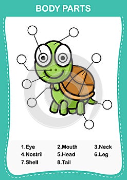 Illustration of turtle vocabulary part of body