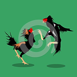 illustration of two roosters that are fighting amazingly