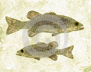 Illustration of two wide mouth bass fish