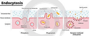 Illustration of types of endocytosis